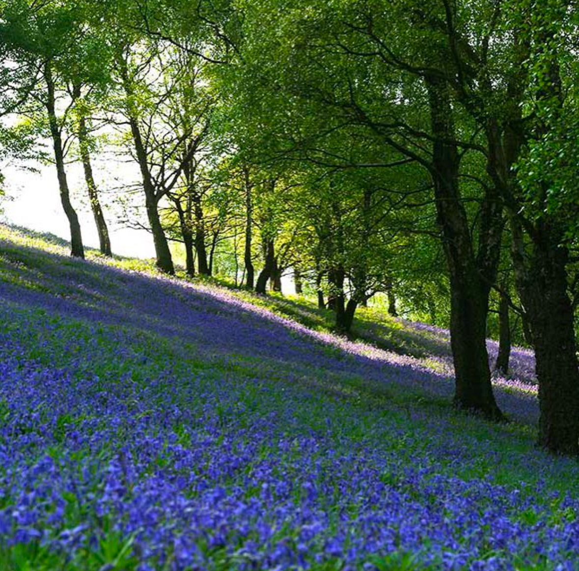 Sunday 2nd March - Malvern Hills (AONB)